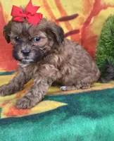 Autumn , a female Shihpoo for sale in Rockford, IL – 2 of 8