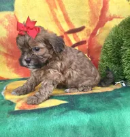 Autumn , a female Shihpoo for sale in Rockford, IL – 8 of 8