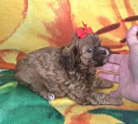 Autumn , a female Shihpoo for sale in Rockford, IL – 4 of 8