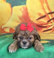 Autumn , a female Shihpoo for sale in Rockford, IL – 3 of 8