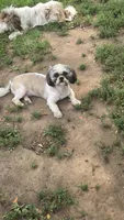 Bandit (Akc), a  Shih Tzu for sale in Rockford, IL – 2 of 2