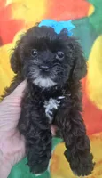 Shadow , a female Shihpoo for sale in Rockford, IL – 3 of 9