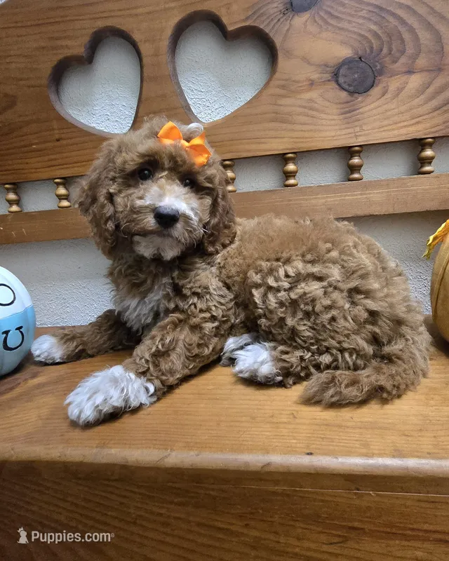 Pumpkin  f1b mini  – Miniature Goldendoodle puppy for sale in Rockford, IL