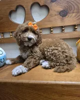 Pumpkin  f1b mini , a female Miniature Goldendoodle for sale in Rockford, IL – 1 of 8
