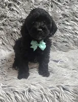 Max f1b, a male Cavapoo for sale in Rockford, IL – 8 of 10