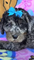 Skylark  mini , a female Miniature Goldendoodle for sale in Rockford, IL – 1 of 10