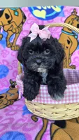 Petunia , a female Shihpoo for sale in Rockford, IL – 10 of 10