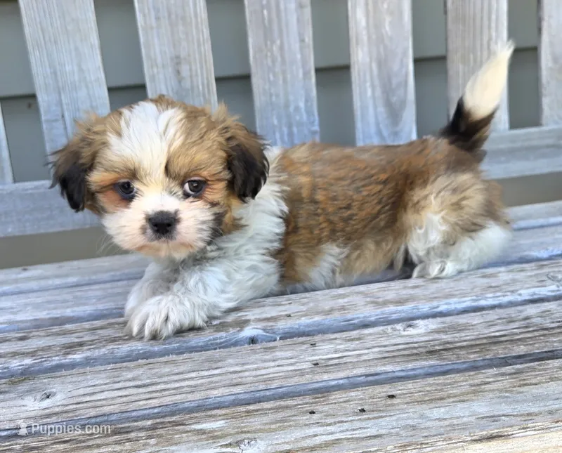 Gizmo  – Shih Tzu puppy for sale in Rockford, IL