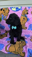 Max mini, a male Miniature Goldendoodle for sale in Rockford, IL – 8 of 9