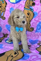 Tanner  mini , a male Miniature Goldendoodle for sale in Rockford, IL – 6 of 7