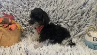 Harley , a male Poodle - Toy  for sale in Rockford, IL – 5 of 8