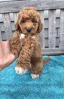 Sunny f1b mini, a male Miniature Goldendoodle for sale in Rockford, IL – 6 of 7