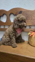 Christian f1b mini, a male Miniature Goldendoodle for sale in Rockford, IL – 7 of 10