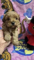 Dunkin , a male Shihpoo for sale in Rockford, IL – Photo 1 of 9
