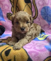 Dunkin , a male Shihpoo for sale in Rockford, IL – Photo 6 of 9