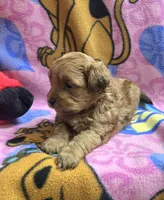 Dunkin , a male Shihpoo for sale in Rockford, IL – Photo 5 of 9