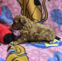 Dunkin , a male Shihpoo for sale in Rockford, IL – Photo 4 of 9