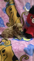 Dunkin , a male Shihpoo for sale in Rockford, IL – Photo 9 of 9