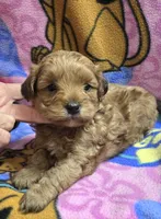 Dunkin , a male Shihpoo for sale in Rockford, IL – Photo 3 of 9