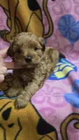 Dunkin , a male Shihpoo for sale in Rockford, IL – Photo 8 of 9