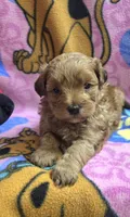 Dunkin , a male Shihpoo for sale in Rockford, IL – Photo 2 of 9