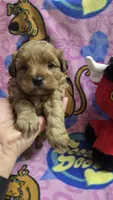 Dunkin , a male Shihpoo for sale in Rockford, IL – Photo 7 of 9