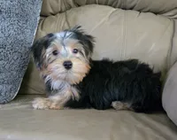 Parker, a male Yorkshire Terrier for sale in Rockford, IL – 10 of 10