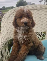 Starbucks f1b, a male Miniature Goldendoodle for sale in Rockford, IL – 2 of 10