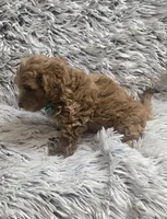 Sunny , a male Cavapoo for sale in Rockford, IL – 9 of 10