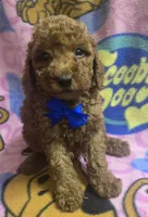 Wrigley micro mini , a male Miniature Goldendoodle for sale in Rockford, IL – 6 of 9
