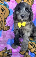 Rocky, a male Miniature Goldendoodle for sale in Rockford, IL – 7 of 10