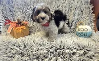 Milo , a male Poodle - Toy  for sale in Rockford, IL – 8 of 9