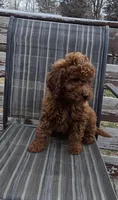 Clifford f1b mini, a male Miniature Goldendoodle for sale in Rockford, IL – Photo 4 of 7