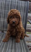 Clifford f1b mini, a male Miniature Goldendoodle for sale in Rockford, IL – Photo 3 of 7