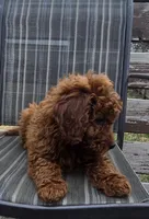 Clifford f1b mini, a male Miniature Goldendoodle for sale in Rockford, IL – Photo 2 of 7