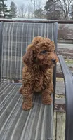 Clifford f1b mini, a male Miniature Goldendoodle for sale in Rockford, IL – Photo 7 of 7