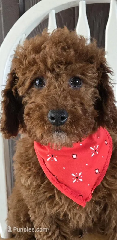 Clifford f1b mini – Miniature Goldendoodle puppy for sale in Rockford, IL