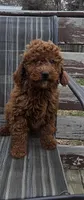 Clifford f1b mini, a male Miniature Goldendoodle for sale in Rockford, IL – Photo 1 of 7