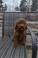 Clifford f1b mini, a male Miniature Goldendoodle for sale in Rockford, IL – Photo 6 of 7