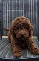 Clifford f1b mini, a male Miniature Goldendoodle for sale in Rockford, IL – Photo 5 of 7