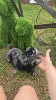 Dunkin , a male Poodle - Miniature  for sale in Rockford, IL – 2 of 9