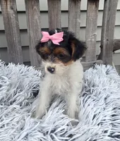 Sidney , a female Yorkipoo for sale in Rockford, IL – 4 of 8