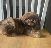 Gizmo , a male Shih Tzu for sale in Rockford, IL – Photo 9 of 9