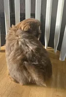 Gizmo , a male Shih Tzu for sale in Rockford, IL – Photo 6 of 9