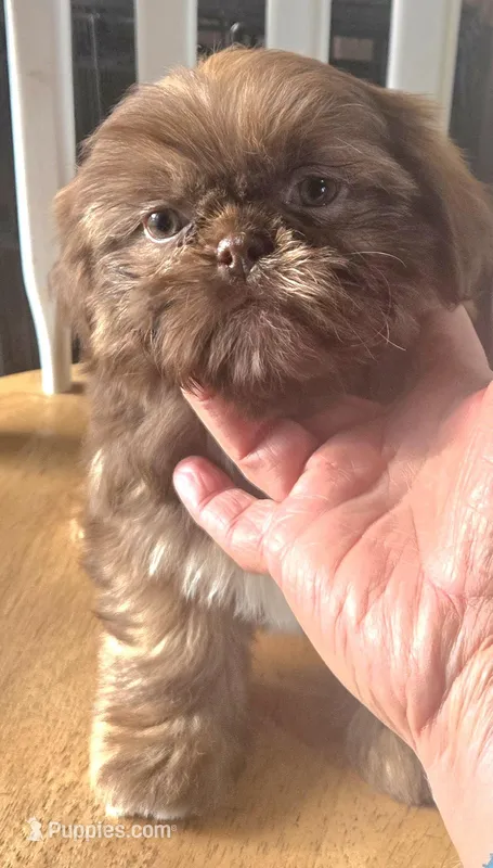 Gizmo  – Shih Tzu puppy for sale in Rockford, IL