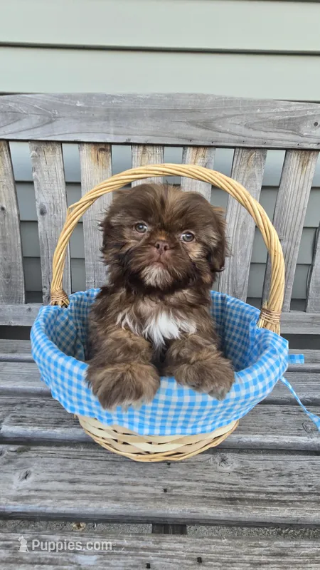 Gizmo  – Shih Tzu puppy for sale in Rockford, IL