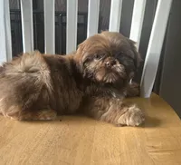 Gizmo , a male Shih Tzu for sale in Rockford, IL – Photo 8 of 9