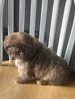 Gizmo , a male Shih Tzu for sale in Rockford, IL – Photo 5 of 9