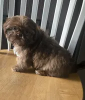 Gizmo , a male Shih Tzu for sale in Rockford, IL – Photo 4 of 9