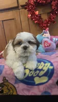 Scooby, a male Bichon Frise and Shih Tzu for sale in Rockford, IL – Photo 3 of 10
